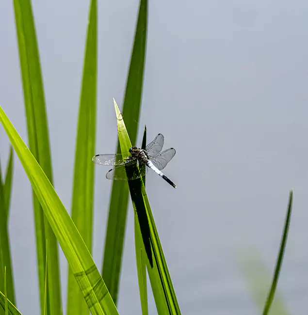 Why Ann Arbor Families Trust Ann Arbor Pest Control Pros for Mosquito Prevention?