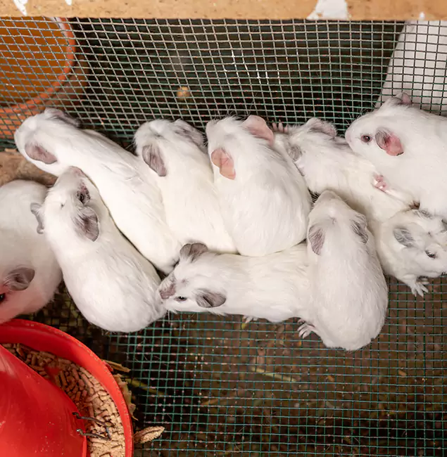 Why Choose Ann Arbor Pest Control Pros for Rat Infestation in Ann Arbor, MI?