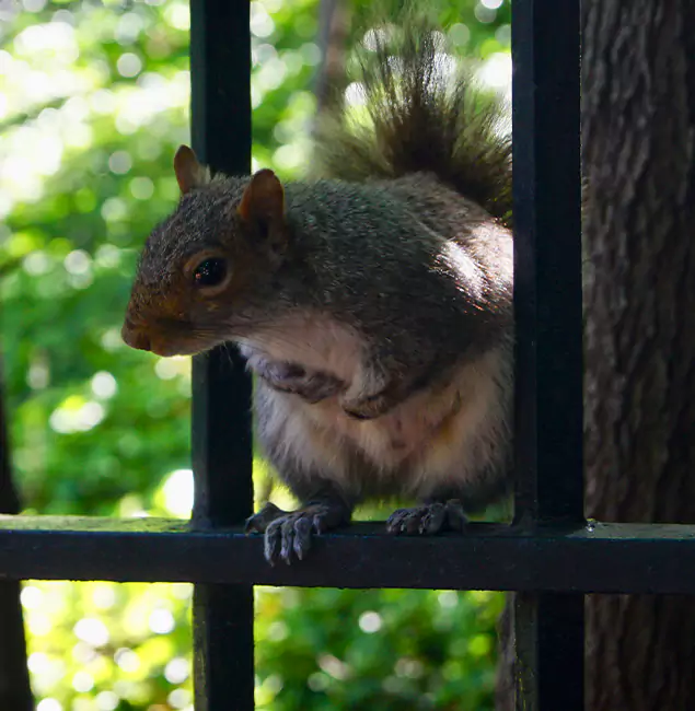 Why Ann Arbor, MI Chooses Ann Arbor Pest Control Pros for Squirrel Removal?