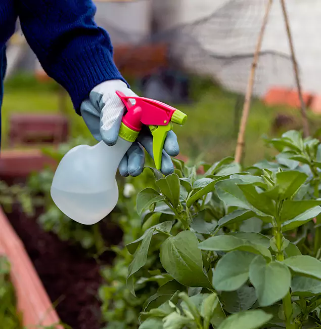 Why Ann Arbor Relies on Ann Arbor Pest Control Pros for Wasp Control Services?