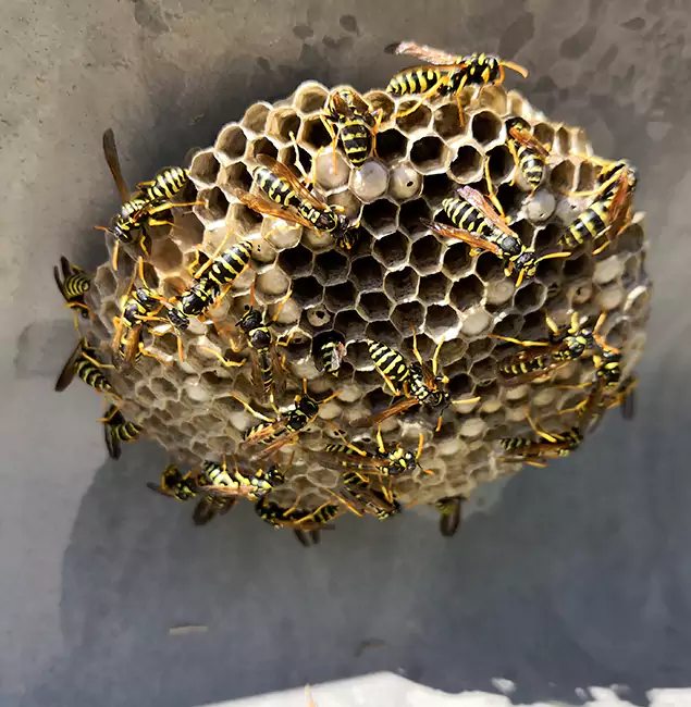 Why Ann Arbor Chooses Ann Arbor Pest Control Pros for Wasp Control Services?