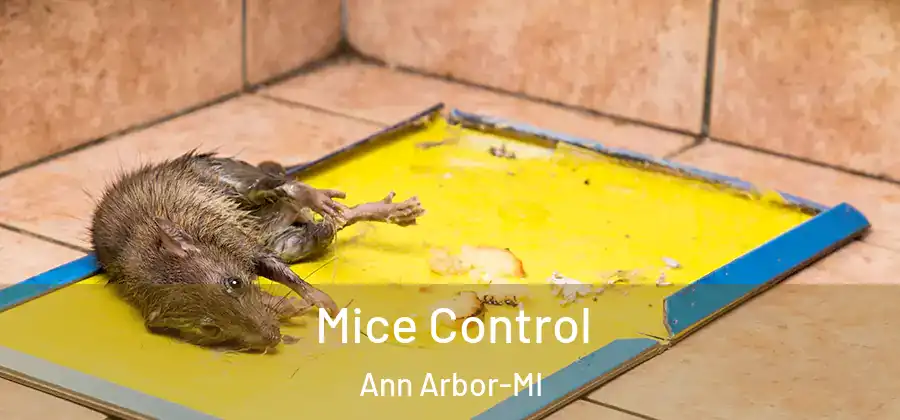  Mice Control Ann Arbor-MI