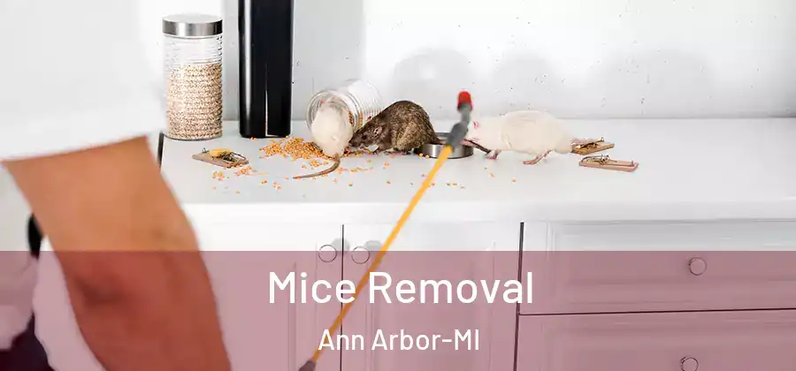Mice Removal Ann Arbor-MI