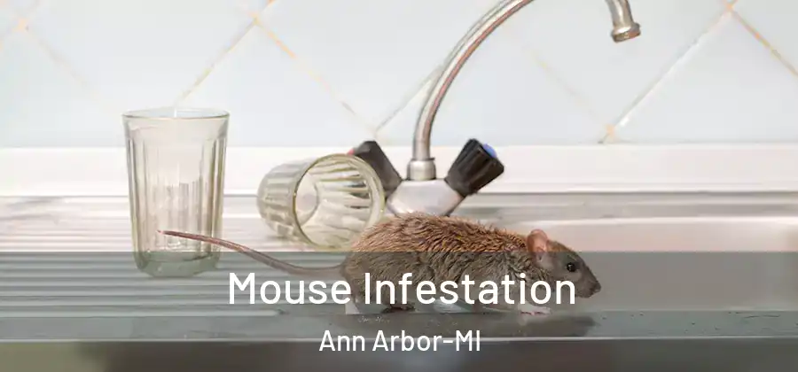  Mouse Infestation Ann Arbor-MI