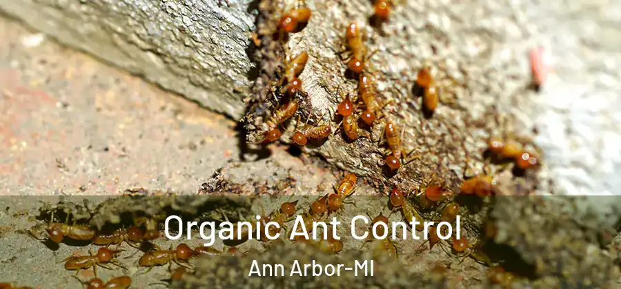 Organic Ant Control Ann Arbor-MI