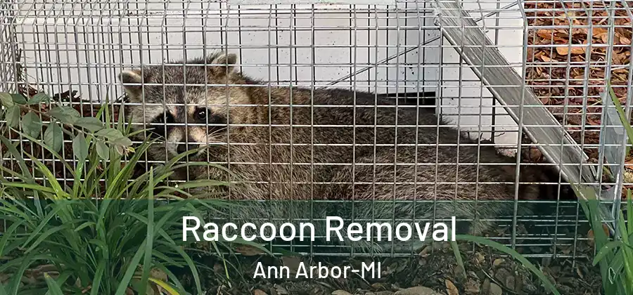  Raccoon Removal Ann Arbor-MI