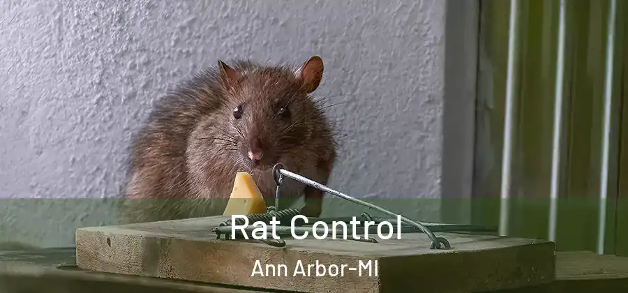  Rat Control Ann Arbor-MI
