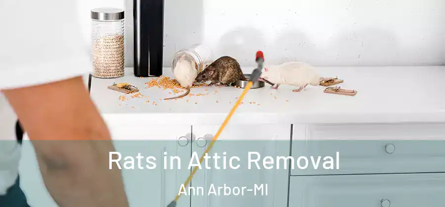  Rats in Attic Removal Ann Arbor-MI