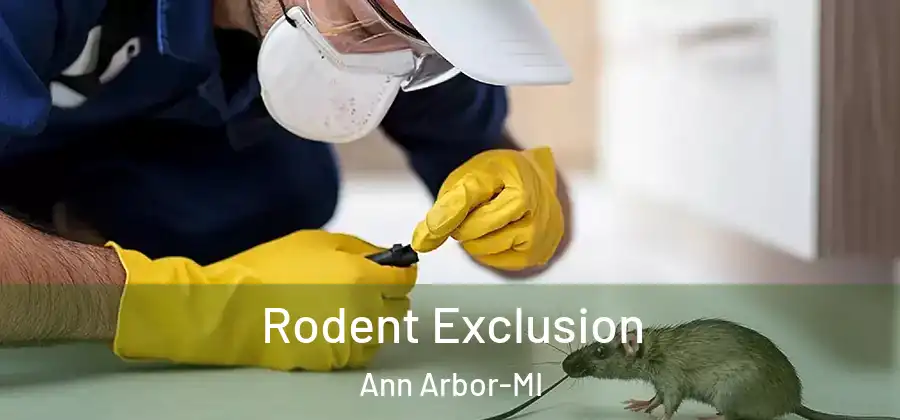 Rodent Exclusion Ann Arbor-MI