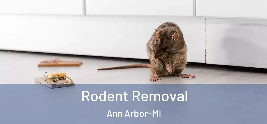 Rodent Removal Ann Arbor-MI