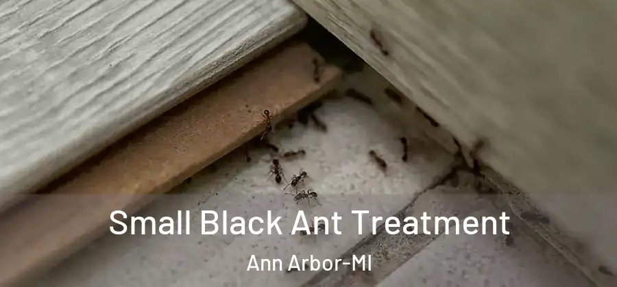  Small Black Ant Treatment Ann Arbor-MI