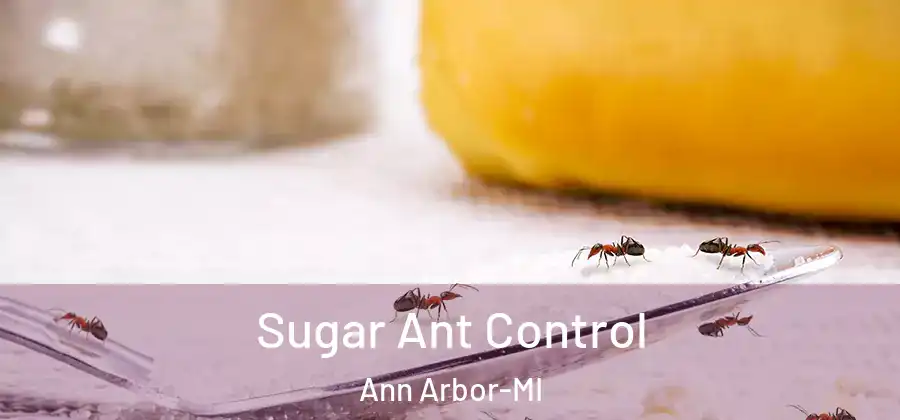 Sugar Ant Control Ann Arbor-MI