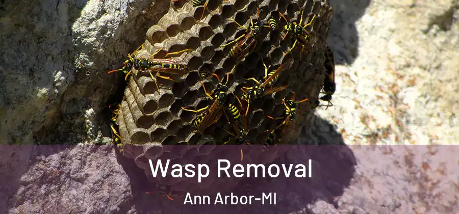 Wasp Removal Ann Arbor-MI